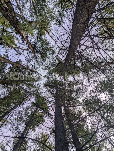 Pine Tree Canopy
